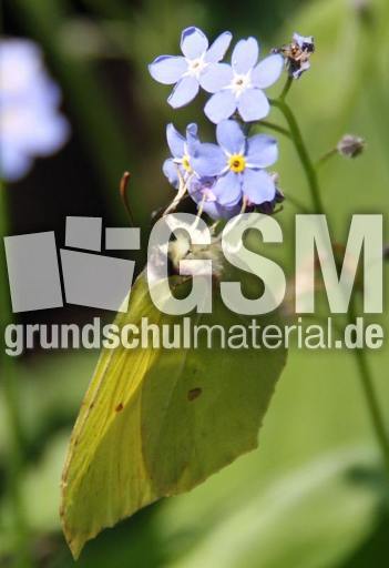 Zitronenfalter 024.jpg